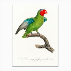 The Red Cheeked Parrot, Male, From Natural History Of Parrots, Francois Levaillant Canvas Print