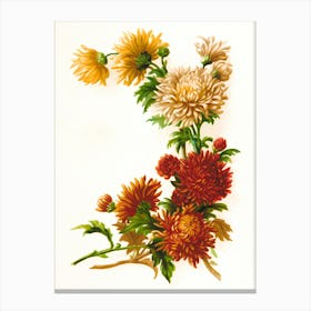 Chrysanthemums Canvas Print