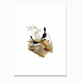 Vintage Fawn Breasted Superb Warbler Bird Illustration on Pure White n.0145 Canvas Print