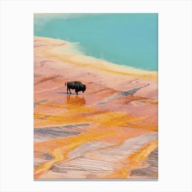 Bison In Yellowstone Canvas Print