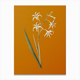 Vintage Gladiolus Cuspidatus Botanical on Sunset Orange n.0478 Canvas Print