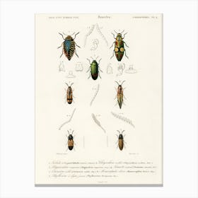Different Types Of Beetles, Charles Dessalines D'Orbigny 10 Canvas Print