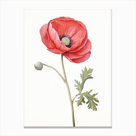 Ranunculus Flower Vintage Botanical 0 Canvas Print