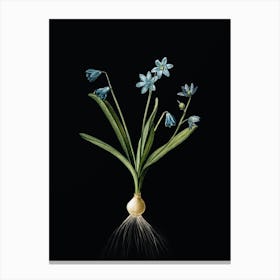 Vintage Scilla Amoena Botanical Illustration on Solid Black Canvas Print