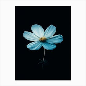 Blue Cosmos Canvas Print