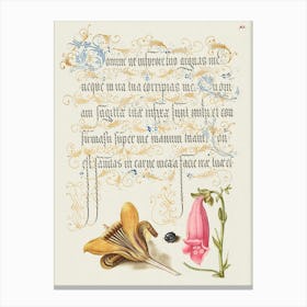 Cloth Of Gold Crocus, Beetle, And Foxglove From Mira Calligraphiae Monumenta, Joris Hoefnagel Canvas Print