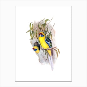 Vintage Yellow Bellied Parakeet Bird Illustration on Pure White n.0051 Canvas Print