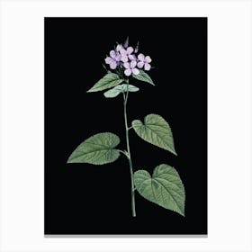 Vintage Morning Glory Flower Botanical Illustration on Solid Black n.0893 Canvas Print