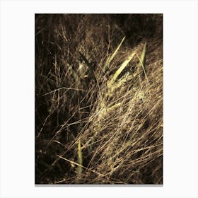 Wild Tall Grass at Night in Richmond Park Canvas Print