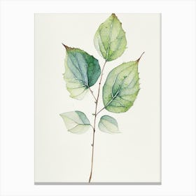 Viburnum Leaf Minimalist Watercolour 2 Canvas Print