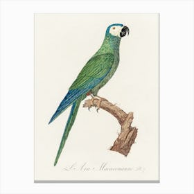 The Red Bellied Macaws (Orthopsittaca Manilatus) From Natural History Of Parrots, Francois Levaillant Canvas Print