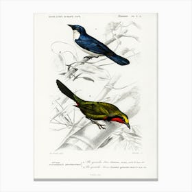 Different Types Of Birds, Charles Dessalines D'Orbigny 11 Canvas Print