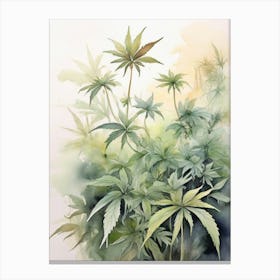 Marijuana Plants 1 Canvas Print