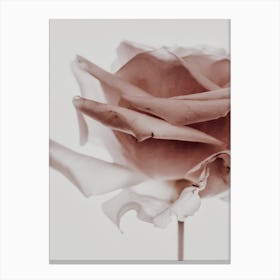 Rose Love 2 Canvas Print