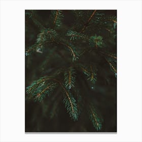 Pine Tree Details Canvas Print