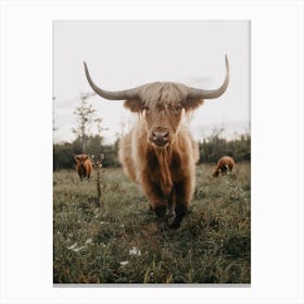Highland Cow On The Farm Canvas Print