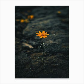 Single Flower In The Dark 28 Canvas Print