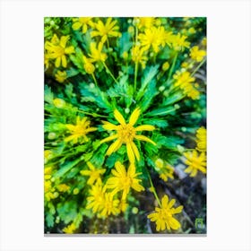Yellow Flowers 202309231717177rt1pub Canvas Print
