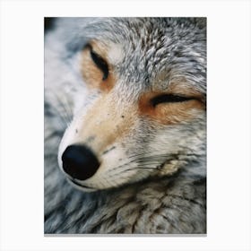 Gray Fox Close Up Realism 1 Canvas Print