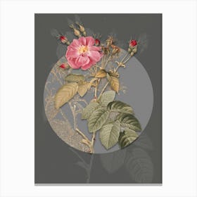 Vintage Botanical Harsh Downy Rose on Circle Gray on Gray n.0291 Canvas Print