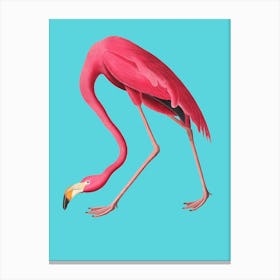 Flamingo Blue Vintage Illustration Pop Canvas Print