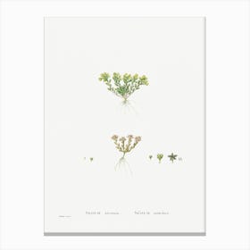 Sedum Atratum, Pierre Joseph Redoute Canvas Print