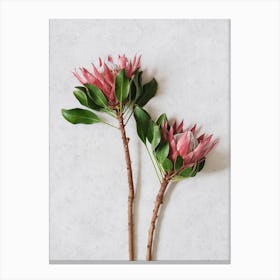 Red King Protea Duo Canvas Print