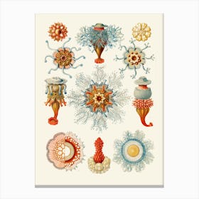 Corals And Sponges Canvas Print