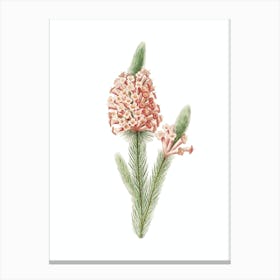 Vintage Heather Briar Root Bruyere Botanical Illustration on Pure White n.0135 Canvas Print