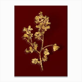 Vintage European Buckthorn Botanical in Gold on Red n.0236 Canvas Print