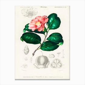 Camellia Japonica (Camélia Du Japon), Charles Dessalines D'Orbigny Canvas Print