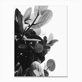 Black And White Leaves 1 Canvas Print