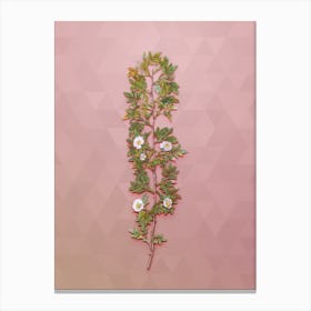 Vintage Cuspidate Rose Botanical Art on Crystal Rose n.1302 Canvas Print