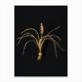 Vintage Lachenalia Angustifolia Botanical in Gold on Black n.0522 Canvas Print