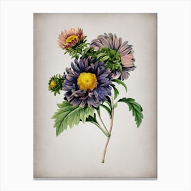 Vintage China Aster Botanical on Parchment n.0787 Canvas Print