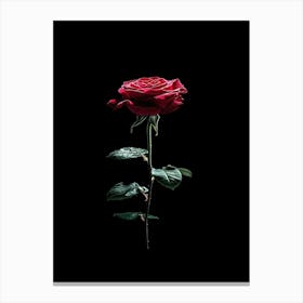 Single Red Rose On Black Background 17 Canvas Print