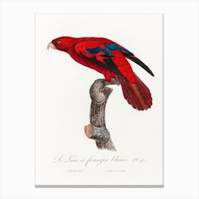 The Red Lory, Eos Bornea From Natural History Of Parrots, Francois Levaillant Canvas Print