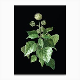 Vintage Common Ivy Botanical Illustration on Solid Black n.0562 Canvas Print