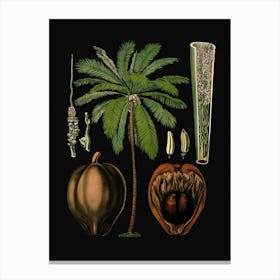 Vintage Bollmann 2 Kokospalme Canvas Print