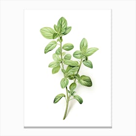 Oregano Vintage Botanical Herbs 1 Canvas Print