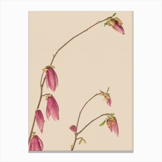 Botanic Antique Pink Canvas Print