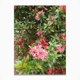 Azalea Canvas Print