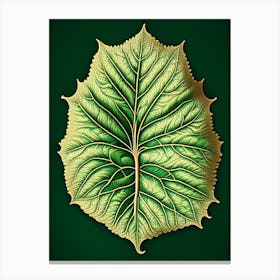 Betel Leaf Vintage Botanical 3 Canvas Print