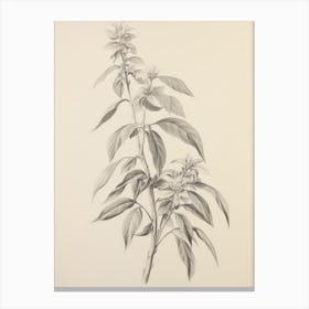 Vintage Plant Drawing Canvas Print