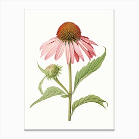 Echinacea Vintage Botanical Herbs 2 Canvas Print