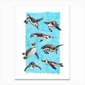 African Penguins Canvas Print