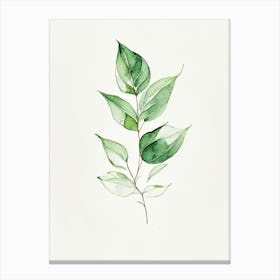 Basil Leaf Minimalist Watercolour 2 Canvas Print