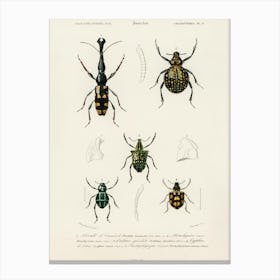 Different Types Of Insects, Charles Dessalines D'Orbigny 3 Canvas Print