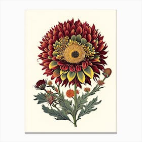 Blanket Flower Wildflower Vintage Botanical 2 Canvas Print