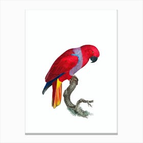 Vintage Eclectus Parrot Bird Illustration on Pure White n.0019 Canvas Print